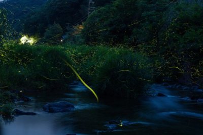 【行ってきました！】上町のホタル観賞、まるで夢の世界でした