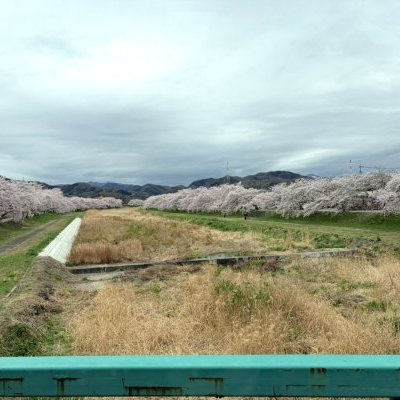 こだま千本桜へお花見へ！